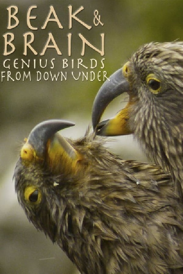 NF - Beak & Brain - Genius Birds from Down Under  () 4KOTT