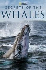 D+ - Secrets of the Whales (US) 4KOTT