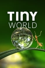 A+ - Tiny World (US) 4KOTT