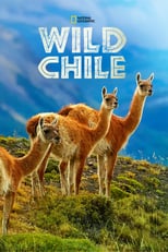 D+ - Wild Chile (GB) 4KOTT